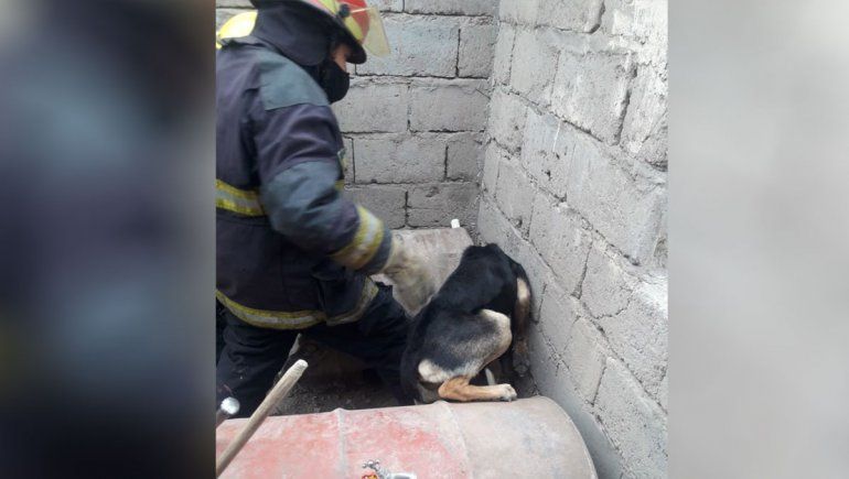 Un perro quedó atrapado en una obra y Bomberos fueron al rescate