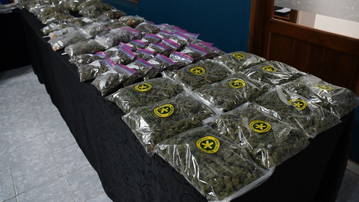 Con un permiso para fabricar cannabis medicinal, los narcos buscaban justificar su producción a gran escala de marihuana.
