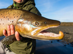 El Rey del Mar, salmón Chinook, invade la Patagonia. Alerta: amenaza el frágil equilibrio de ríos como el Limay. El Rey del Mar, salmón Chinook, invade la Patagonia. Alerta: amenaza el frágil equilibrio de ríos como el Limay.