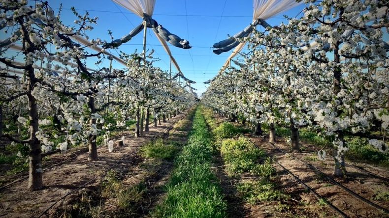 La apuesta de Mendoza por liderar el mercado de cerezas