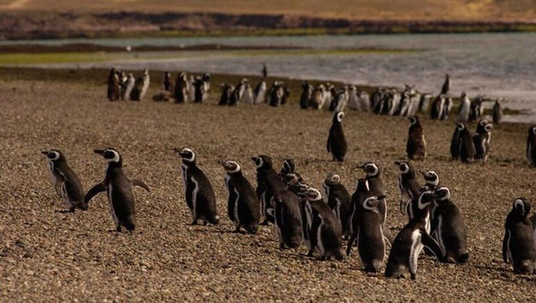 El Área Protegida de Cabo Dos Bahías, en Chubut, abrirá a partir de la cuarta semana de septiembre. El Área Protegida de Cabo Dos Bahías, en Chubut, abrirá a partir de la cuarta semana de septiembre.