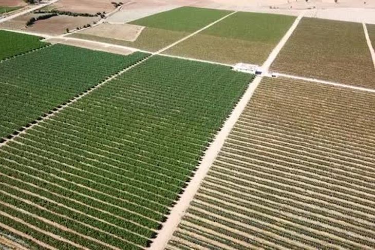 Actualmente existe en Perú unas 18.500 hectáreas plantadas con arándanos, superficie similar a la que tiene de manzana el Valle de Río Negro y Neuquén. Actualmente existe en Perú unas 18.500 hectáreas plantadas con arándanos, superficie similar a la que tiene de manzana el Valle de Río Negro y Neuquén.