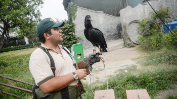 Las aves carroñeras son aliadas de la ecología. Colaboran monitoreando la calidad del ambiente. Las aves carroñeras son aliadas de la ecología. Colaboran monitoreando la calidad del ambiente.
