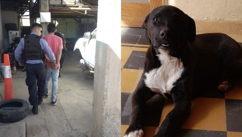 Milo, el perrito que fue rescatado tras una brutal golpiza en Fernández Oro