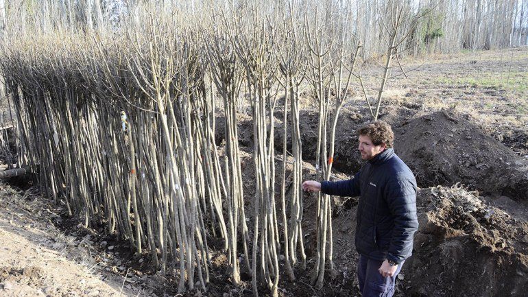 Plantarán 4000 árboles en veredas y espacios públicos