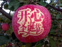 Cayó con fuerza la producción de manzanas del gigante asiático en esta temporada.