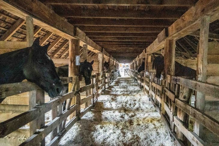 El miércoles comenzaron a llegar los animales al predio de Junín de los Andes. Foto: gentileza SRN El miércoles comenzaron a llegar los animales al predio de Junín de los Andes. Foto: gentileza SRN