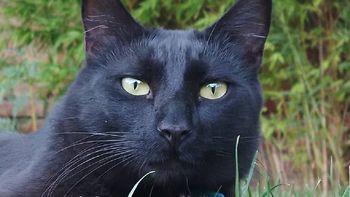 Negrito, el gato que desapareció en Neuquén y fue encontrado en Córdoba. (Foto: Gentileza)