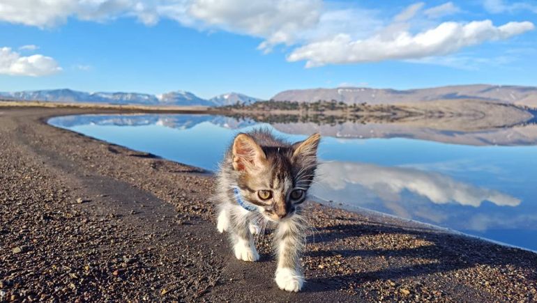 Las aventuras de Negrito, el gato que es guía de excursiones al Salto del Agrio