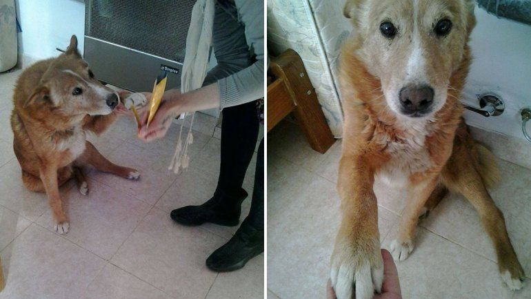 Le consiguieron casa al Perro de Zapala