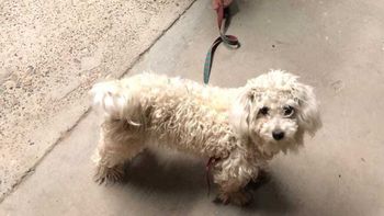 La tenencia de un perro derivó en una escalada de amenazas y denuncias