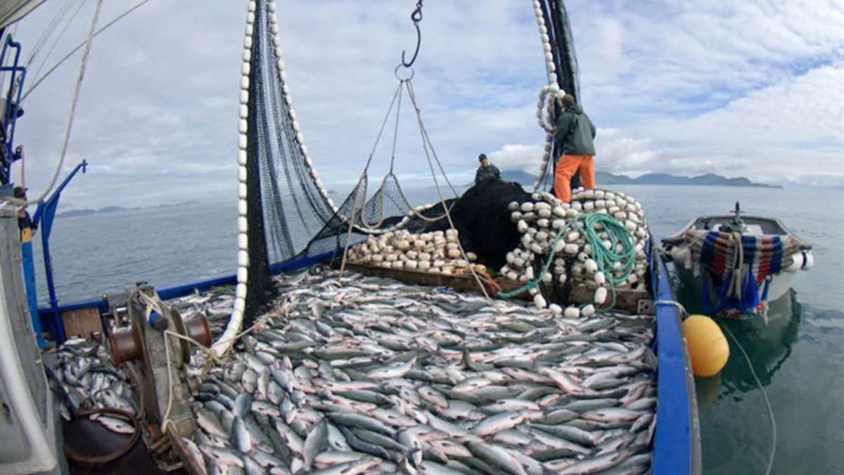El mal manejo de la pesca de la merluza, terminó afectando los stocks de la especie en el Golfo San Matías.