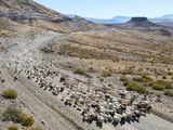 El chivito traspasó las fronteras de Neuquén y tiene precios dispares