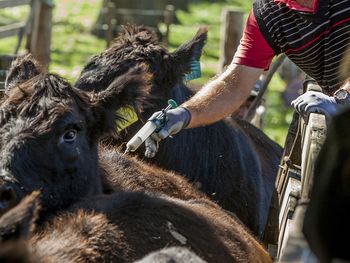 argentina: refuerzan los controles por foco de aftosa en alemania