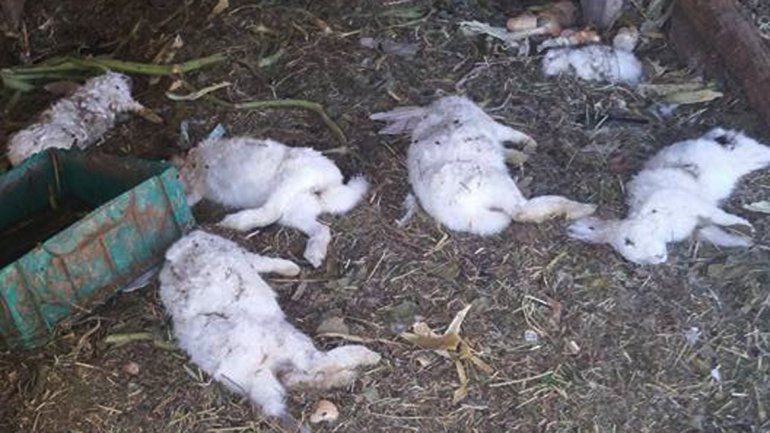 Al menos diez conejos del Refugio Luan murieron en manos de los perros.