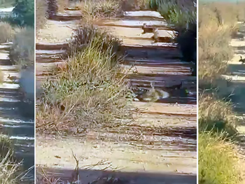 Decenas de conejos atraviesan el carril que separa una plantación de olivos. Foto: club-caza.com Decenas de conejos atraviesan el carril que separa una plantación de olivos. Foto: club-caza.com