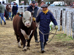 se acerca la primera edicion del foro ganadero patagonico se acerca la primera edicion del foro ganadero patagonico