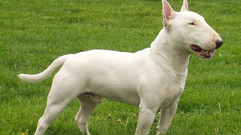 El perro sacrificado por la policía en Chubut era un bull terrier, una raza considerada peligrosa. El perro sacrificado por la policía en Chubut era un bull terrier, una raza considerada peligrosa.