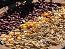 El gobierno planea liberar los derechos de exportación que se pusieron y los que ya estaban de la gestión anterior. Foto: INTA El gobierno planea liberar los derechos de exportación que se pusieron y los que ya estaban de la gestión anterior. Foto: INTA