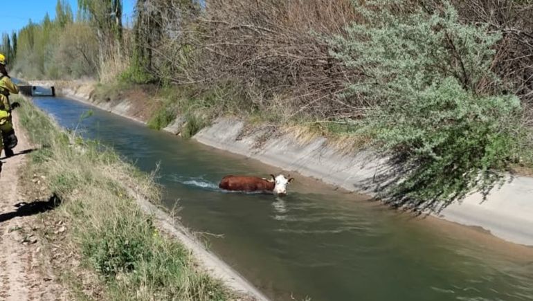 Insólito en Vista Alegre: la vaca Lola cayó al canal de riego y fue rescatada con sogas