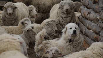 Uno de los perros protectores de ganado entregado en el Parque Nacional Laguna Blanca, junto al rebaño. Foto: Ezequiel Infantino, WCS Argentina | LM Neuquen Uno de los perros protectores de ganado entregado en el Parque Nacional Laguna Blanca, junto al rebaño. Foto: Ezequiel Infantino, WCS Argentina