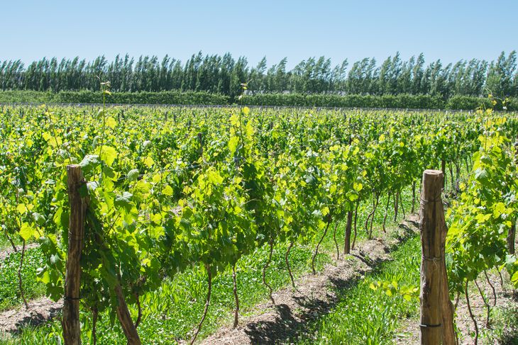 Enoturismo participativo: Cosecha y degustación de vino la bodega histórica. Foto: gentileza. Enoturismo participativo: Cosecha y degustación de vino la bodega histórica. Foto: gentileza.
