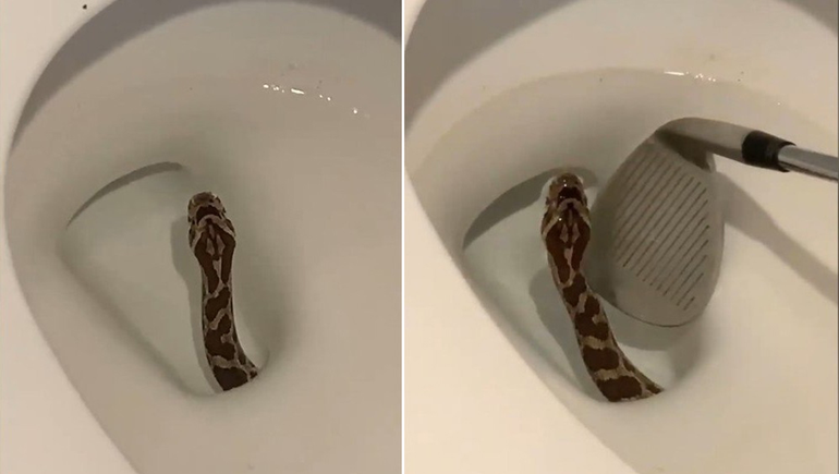 Se sentó en el inodoro y una cobra le mutiló los testículos