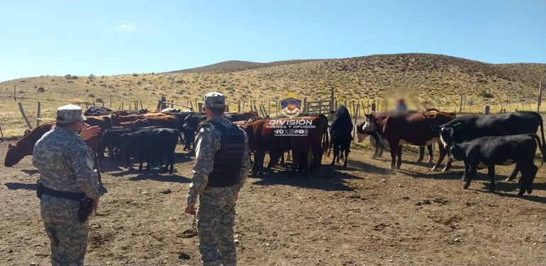 Los efectivos logrando ubicar y recuperar 30 vacunos y 15 terneros. Los efectivos logrando ubicar y recuperar 30 vacunos y 15 terneros.