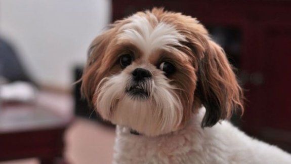 Insólito: hizo matar a su perra para que la sepulten con ella