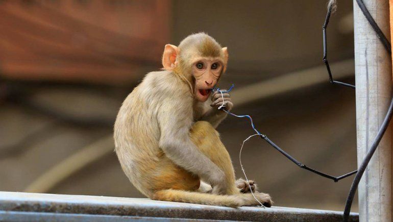 Un grupo de monos robó muestras de pacientes con coronavirus