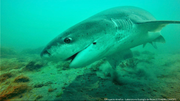 El tiburón gatopardo. El tiburón gatopardo.