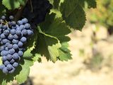 Algunos vinos marcan hitos en la historia reciente y definen caminos propios.