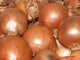 La falta de cebolla en Brasil durante mayo crea una oportunidad para exportar, pero problemas sanitarios y exceso de oferta local complican el escenario. La falta de cebolla en Brasil durante mayo crea una oportunidad para exportar, pero problemas sanitarios y exceso de oferta local complican el escenario.