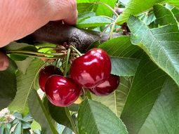 La cosecha de cerezas de la variedad Nimba realizada en la semana 42, marca el punto de partida para la industria de Chile. La cosecha de cerezas de la variedad Nimba realizada en la semana 42, marca el punto de partida para la industria de Chile.
