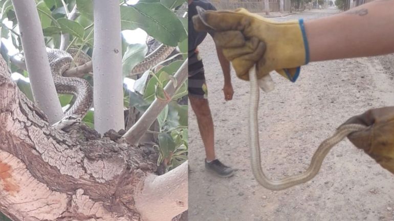 Temor en Centenario: encuentran una culebra en un árbol