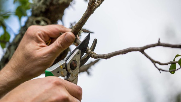 El lamentable hecho ocurrió mientras podaban un árbol.
