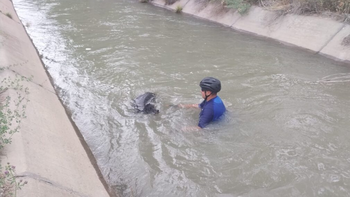 Un policía salvó a un perro que era arrastrado por el agua. Un policía salvó a un perro que era arrastrado por el agua.