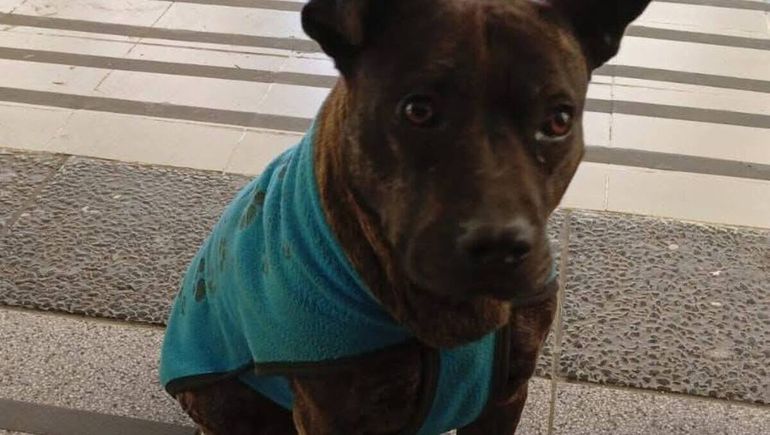 Buscan hogar para la perra Pedrita en Comodoro Rivadavia.