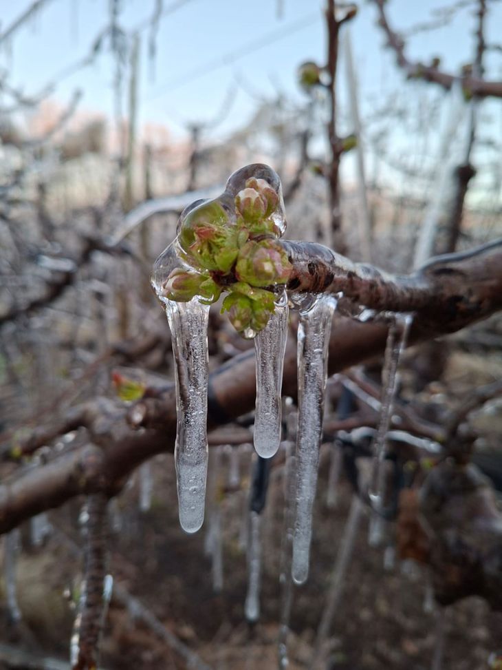 El riesgo por aspersión funcionó con toda eficacia para poder garantizar el futuro fruta que se destinará a la exportación. El riesgo por aspersión funcionó con toda eficacia para poder garantizar el futuro fruta que se destinará a la exportación.