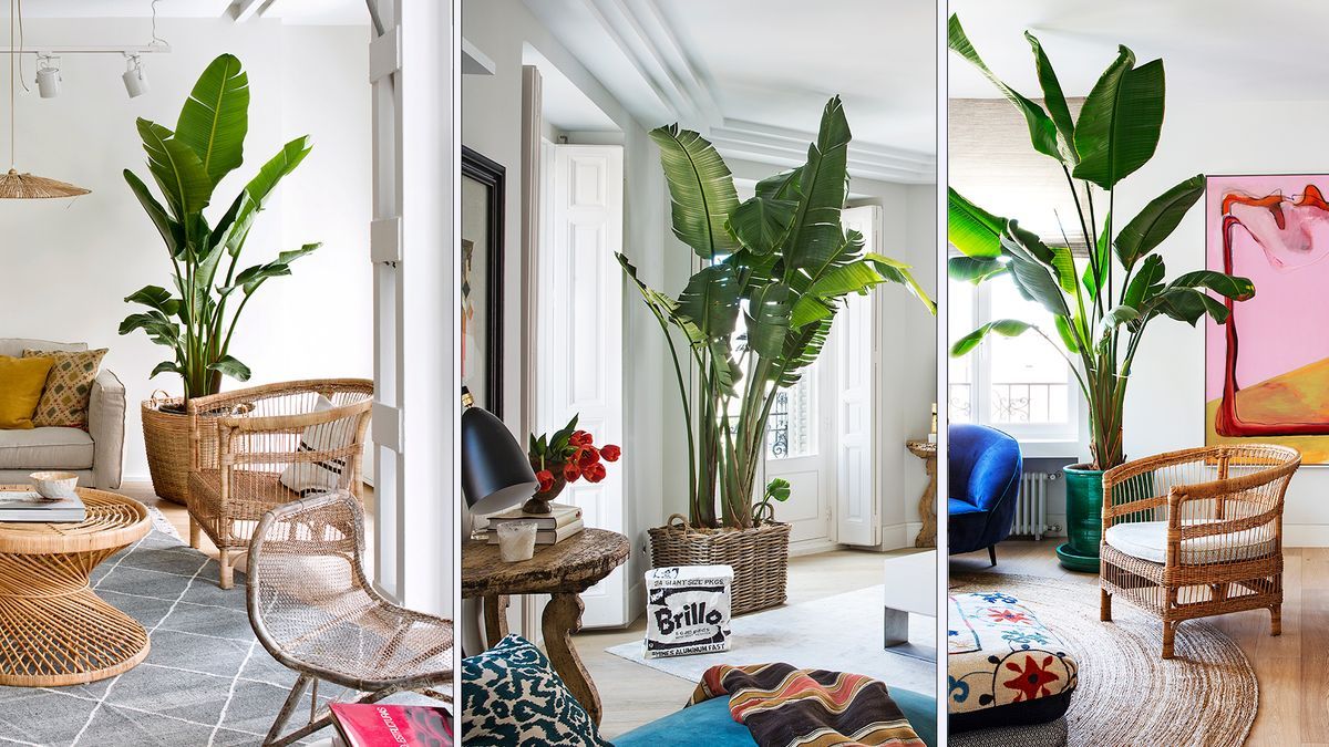 Cuál es la planta gigante que está de moda (y que tiene hasta Pampita).