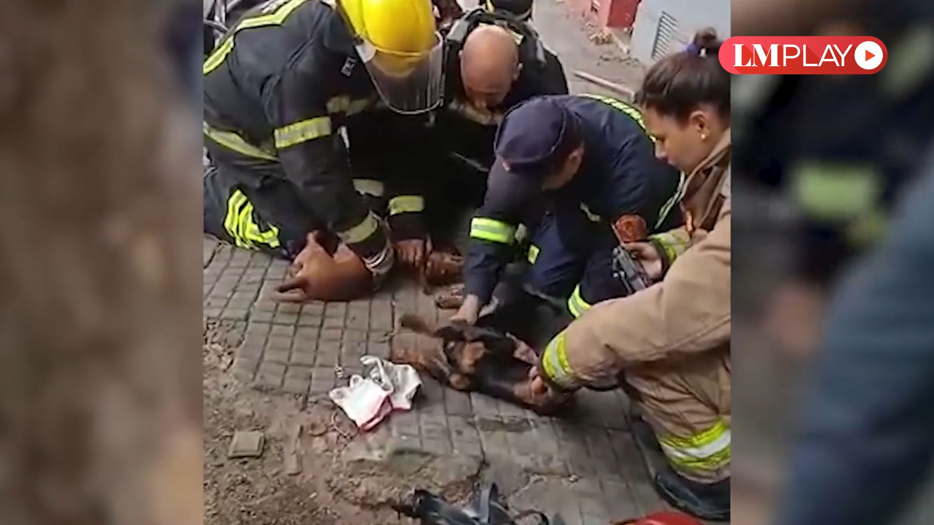bomberos le practicaron primeros auxilios a tres perros