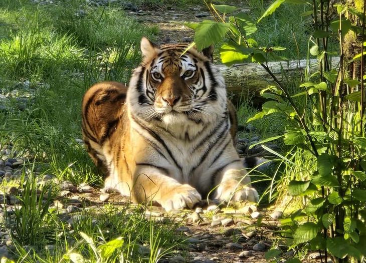 Murieron 20 animales en dos semanas. Foto: @WildFelidAdvocacyCenter Murieron 20 animales en dos semanas. Foto: @WildFelidAdvocacyCenter