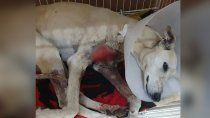 denuncian que descartan galgos en la meseta: rescataron a tres perros lastimados