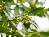 ¿Sabías? Este es el motivo por el que cada vez más gente mete hojas de laurel en el lavarropas