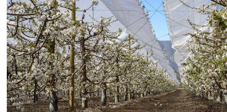 Según estimaciones del sector privado, la superficie implantada de cerezas en Chile se ubicaría en las 74.000 hectáreas. Según estimaciones del sector privado, la superficie implantada de cerezas en Chile se ubicaría en las 74.000 hectáreas.