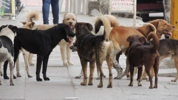 perro callejero