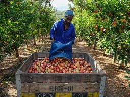 Sudafrica es uno de los grandes exportadores mundiales de manzanas. Sudafrica es uno de los grandes exportadores mundiales de manzanas.
