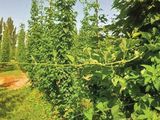 El Bolsón: Cuál es la agenda estratégica de productores 