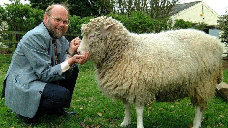 Hace 25 años nació la oveja Dolly, el primer mamífero clonado
