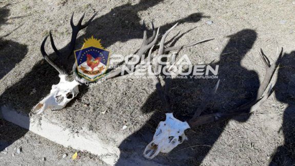 Junín de los Andes: lo engancharon con dos cabezas de ciervo